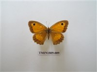 藏品(蛇目蝶科)的圖片